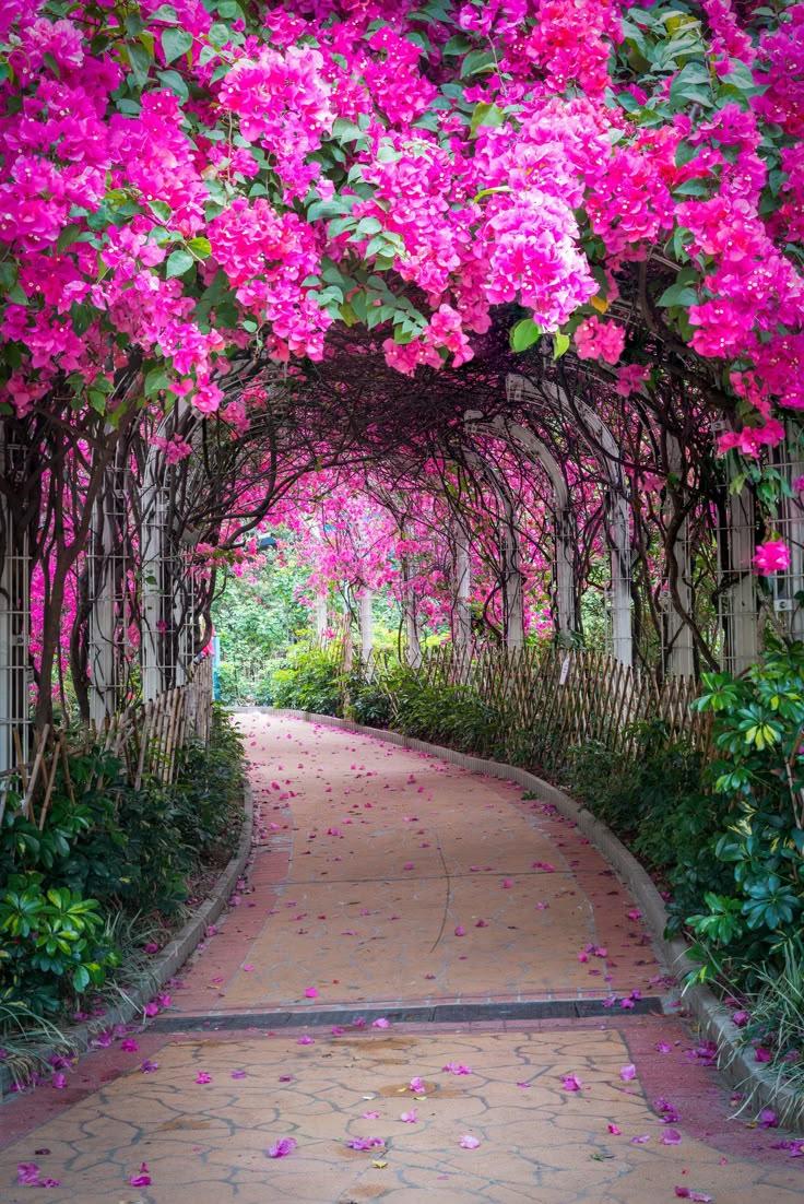 Sunset Serenade: Vibrant Harmony in Petals