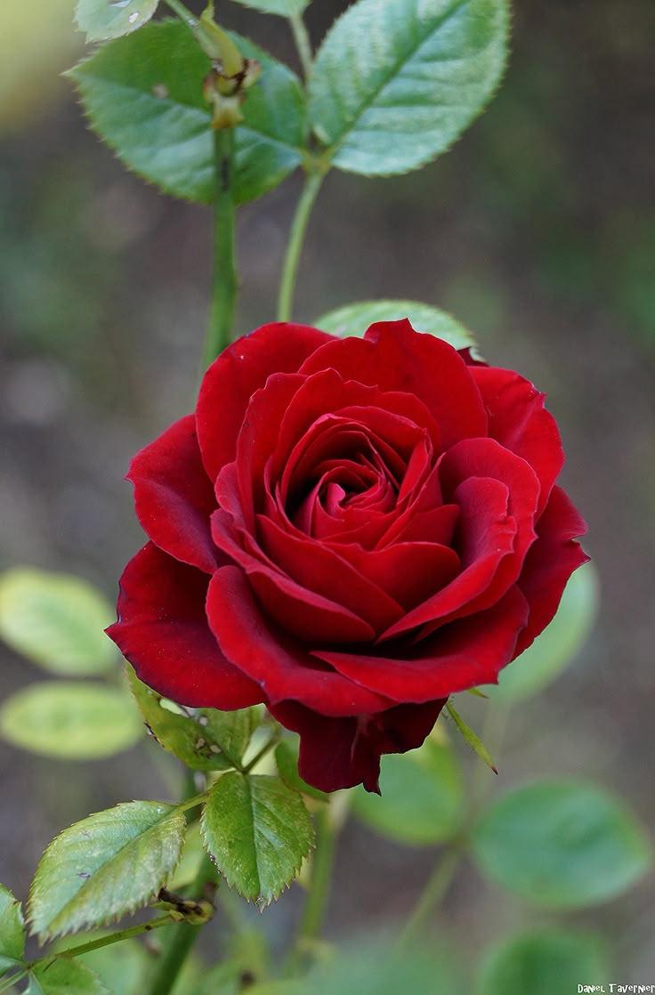Eternal Elegance: Classic Refinement In Blooms
